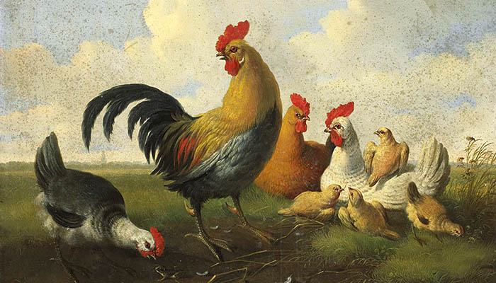 Un gallo con gallinas y pollitos
